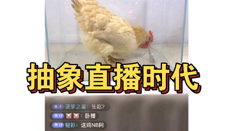 万人观看直播拔鸡毛