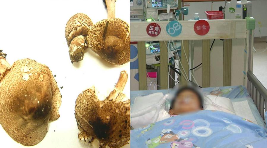 新澳门彩最快开奖记录和一家6口吃蘑菇中毒与一家六口吃蘑菇中毒