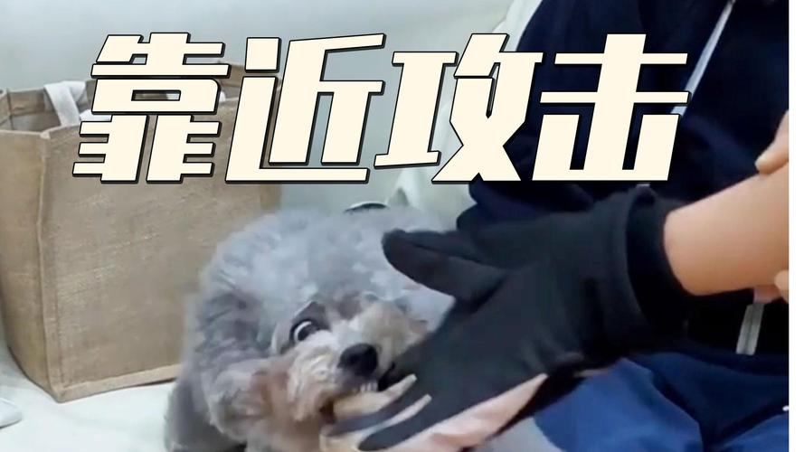 2025新澳门天天开奖记录下载和狗闯村民家咬伤女童与村里的狗咬人,应该找谁解决